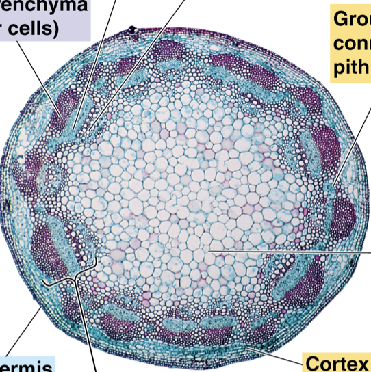 <p>Is this a monocot or dicot stem? Why?</p>