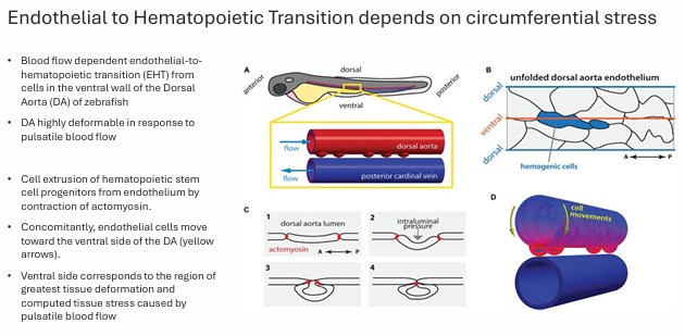 <p>During zebrafish development, <strong>blood flow</strong> generates <strong>circumferential stress</strong> in the <strong>dorsal aorta (DA)</strong>, especially on the <strong>ventral side</strong>. This mechanical deformation helps drive <strong>endothelial-to-hematopoietic transition (EHT)</strong>, where endothelial cells become <strong>hematopoietic stem/progenitor cells</strong>.</p><p> Key points </p><ul><li><p>EHT occurs from cells in the <strong>ventral wall of the dorsal aorta</strong></p></li><li><p><strong>Pulsatile blood flow</strong> causes the DA to deform strongly</p></li><li><p>This creates <strong>tissue stress</strong>, greatest at the <strong>ventral side</strong></p></li><li><p>Endothelial cells move toward the ventral side</p></li><li><p>Stem/progenitor cells are then <strong>extruded</strong> from the endothelium</p></li><li><p>This extrusion depends on <strong>actomyosin contraction</strong></p></li></ul><p></p>