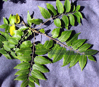 <p>common name</p>