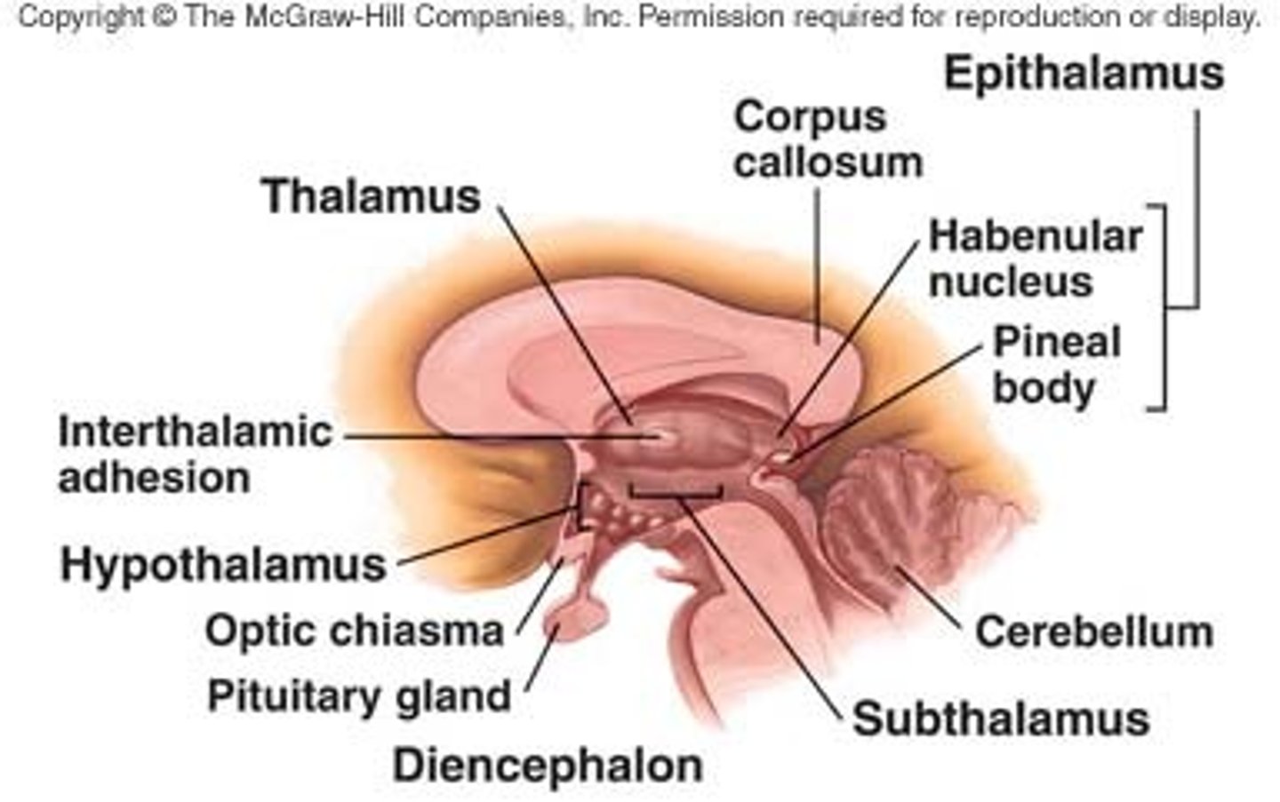 <p>Contains pineal gland</p>
