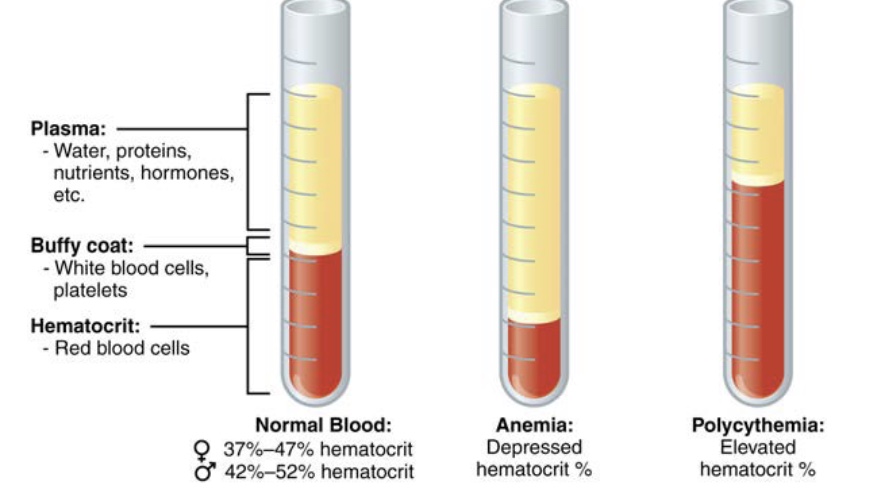 <p>blood composition and volume</p>