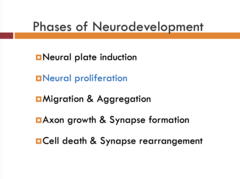 <p>Neural proliferation</p>