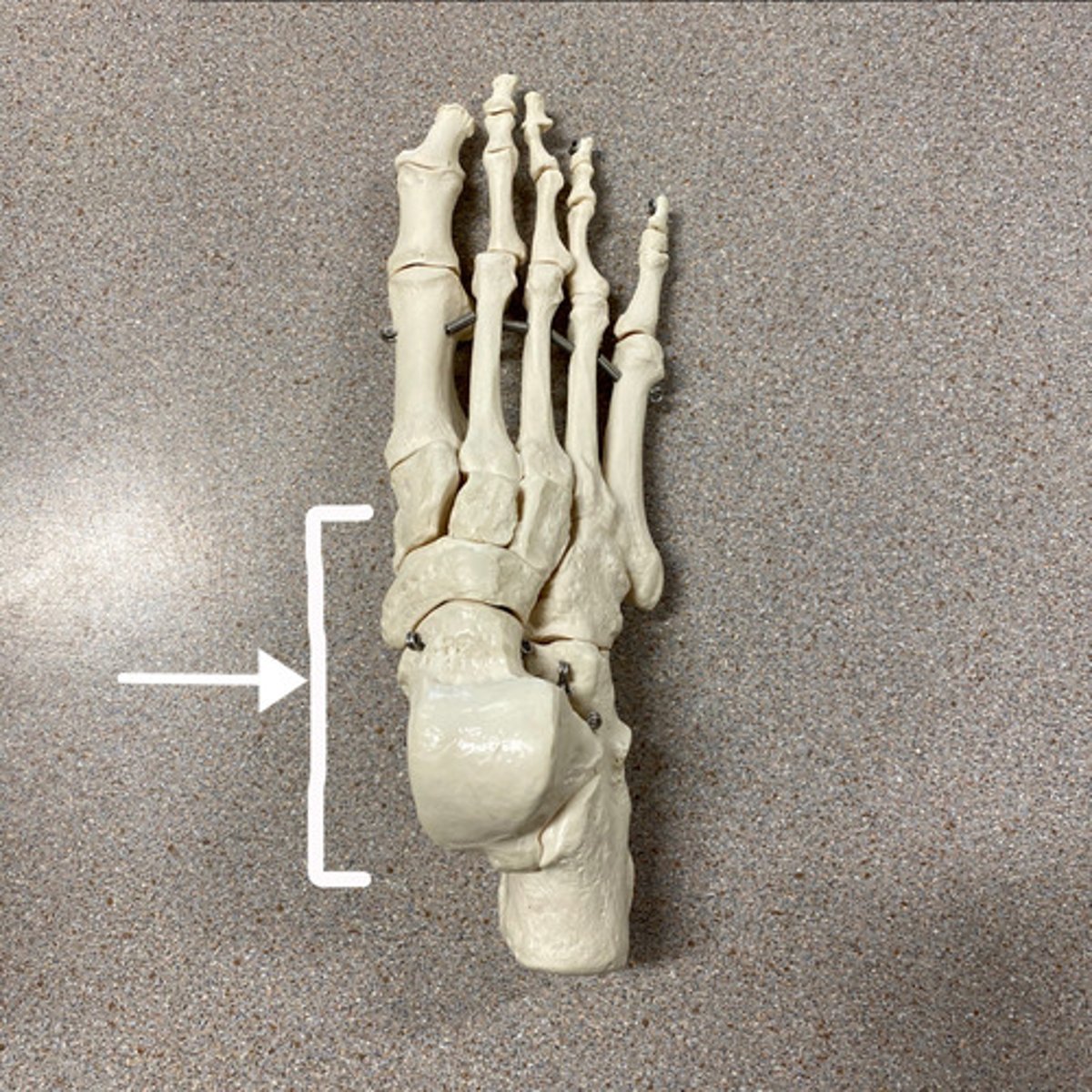 <p>What are these bones?</p>