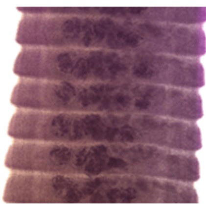 <p>Name</p>