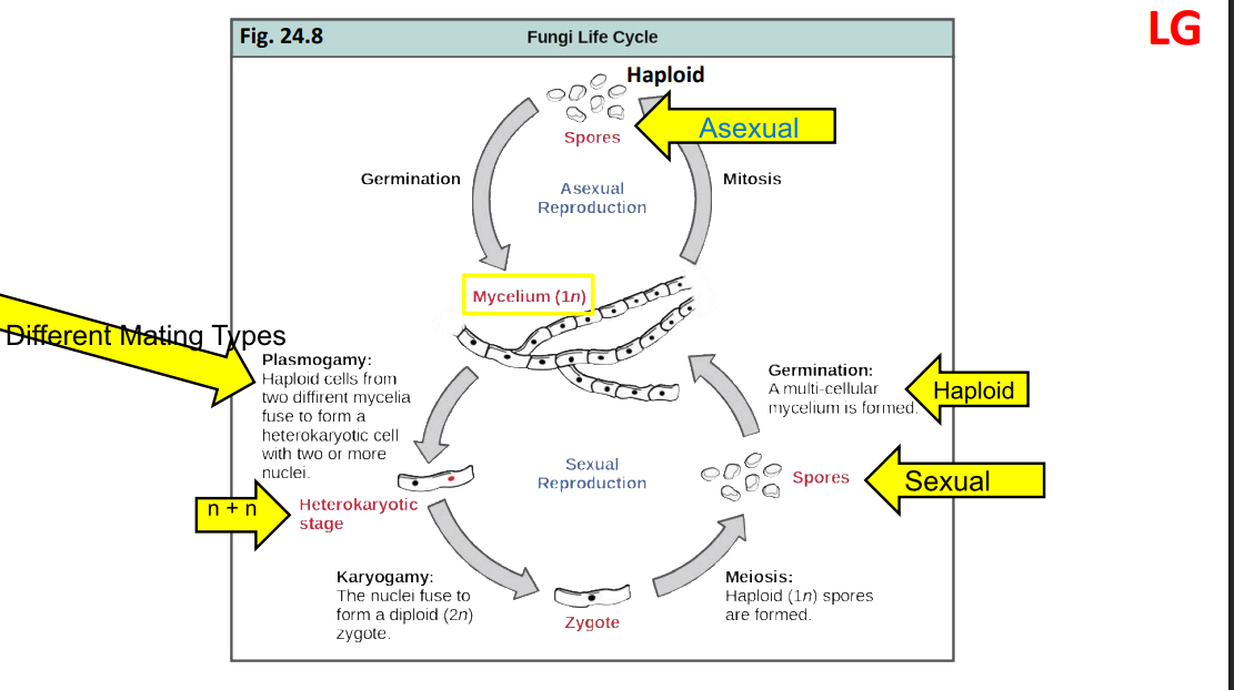 <ol><li><p>If<u> mycelia</u> are two different mating types, when their<u> hyphae produce pheromones,</u> they will grow towards each other</p></li><li><p>Hyphae meet &amp; fuse<u> but nuclei do not fuse</u> = plasmogamy —→ heterokaryon (n + n)</p></li><li><p>Then the (n+n)/heterokaryon mycelium grows, and the nuclei divide without fusing</p></li><li><p>Karyogamy: the nuclei finally fuse and produce a zygote (2n)</p></li><li><p>zygote then undergoes meiosis and produces haploid se*ual spores</p></li></ol><p></p>