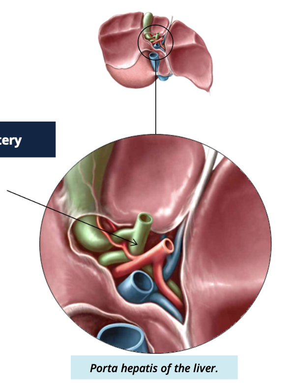 <ul><li><p>drains bile produced in the liver </p></li><li><p>joins w/ cystic duct of the gallbladder to form the common bile duct </p></li></ul><p></p>