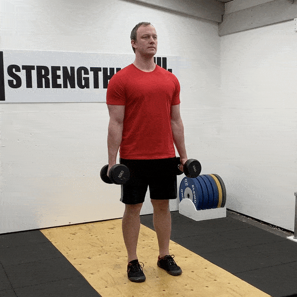 <p>Biceps, brachialis, forearms </p>