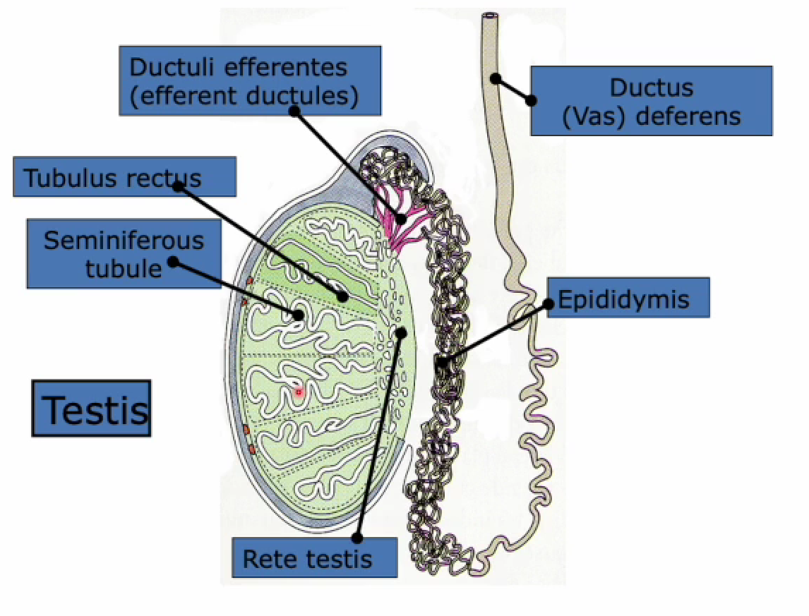 <ul><li><p>seminiferous tubule → site of spermatogenesis &amp; start of sperm dvlp (meiotic actions occur)</p></li></ul><ul><li><p>rete testis → sperm cont. dvlp &amp; pushed here</p></li><li><p>efferent ductules → sperm pushed here from rete testis to go to epididymis (conected)</p></li><li><p>epididymis → sperm sit here from efferent ductules (2-3 weeks &amp; mature)</p></li><li><p>tubulus rectus → connection site rete testis + seminiferous tubule </p></li><li><p>vas deferens → connect urethra &amp; testes</p></li></ul><p></p>