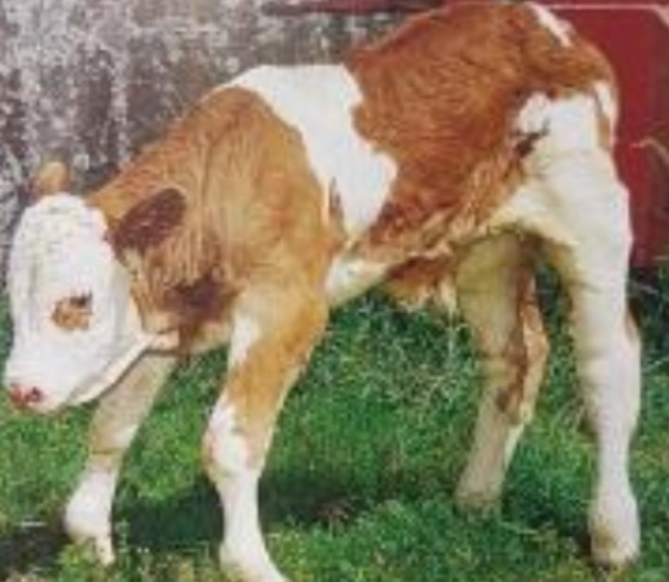 <p><u>Aetiology:</u> Congenital (different grades of severity)</p><p><u>Signalment:</u> Large male calves predisposed</p><p><u>Treatment:</u></p><ol><li><p>Physiotherapy</p></li><li><p>Hoof extensions</p></li><li><p>Casts/splints</p></li><li><p>Surgery</p></li></ol><p><u>Complications:</u> Decubitus and arthritis</p>