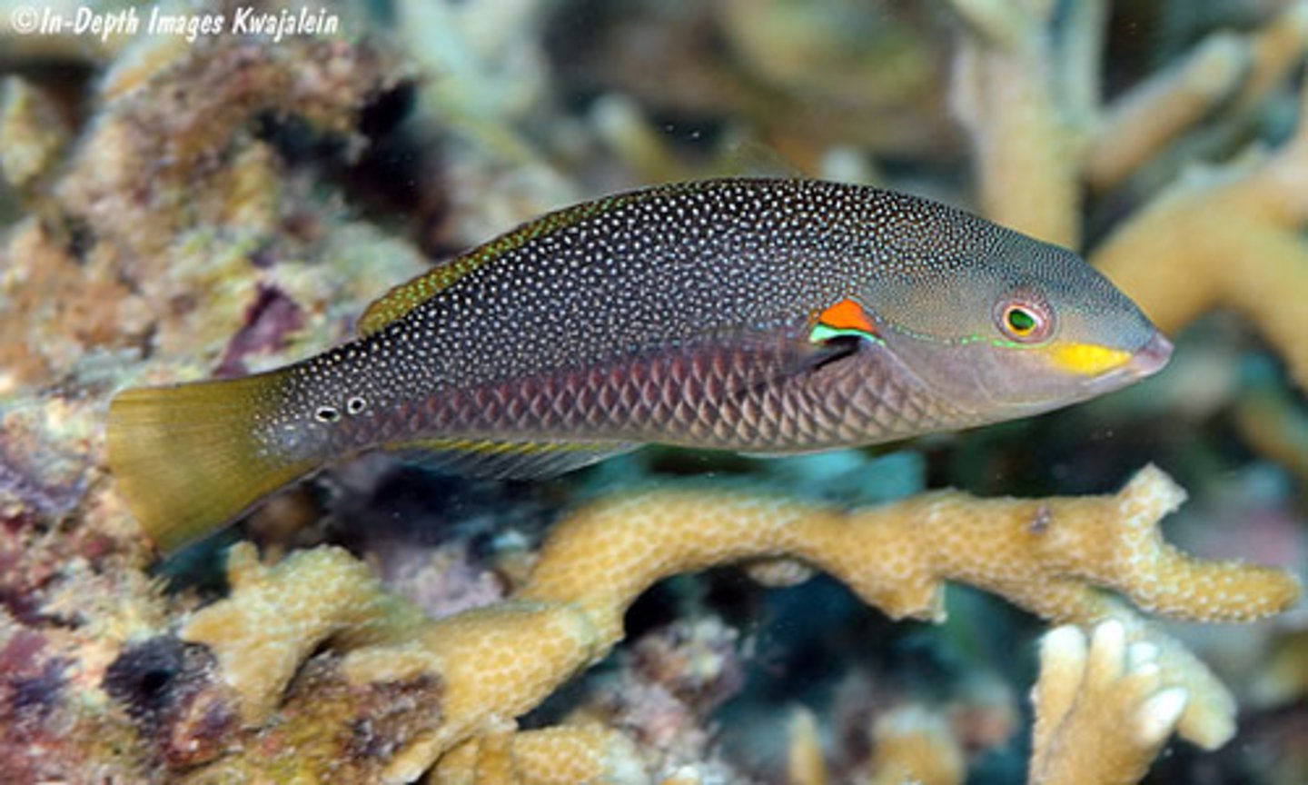 <p>Stethojulius bandanensis </p>