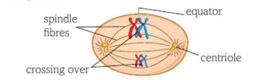 <ul><li><p>pairs attach along equator</p></li><li><p>attach to a spindle thread by centromere</p></li><li><p>pairs are arranged randomly w/members of each pair facing opposite poles</p></li><li><p>the way they line up determines how they will segregate independently during anaphase</p></li></ul><p></p>