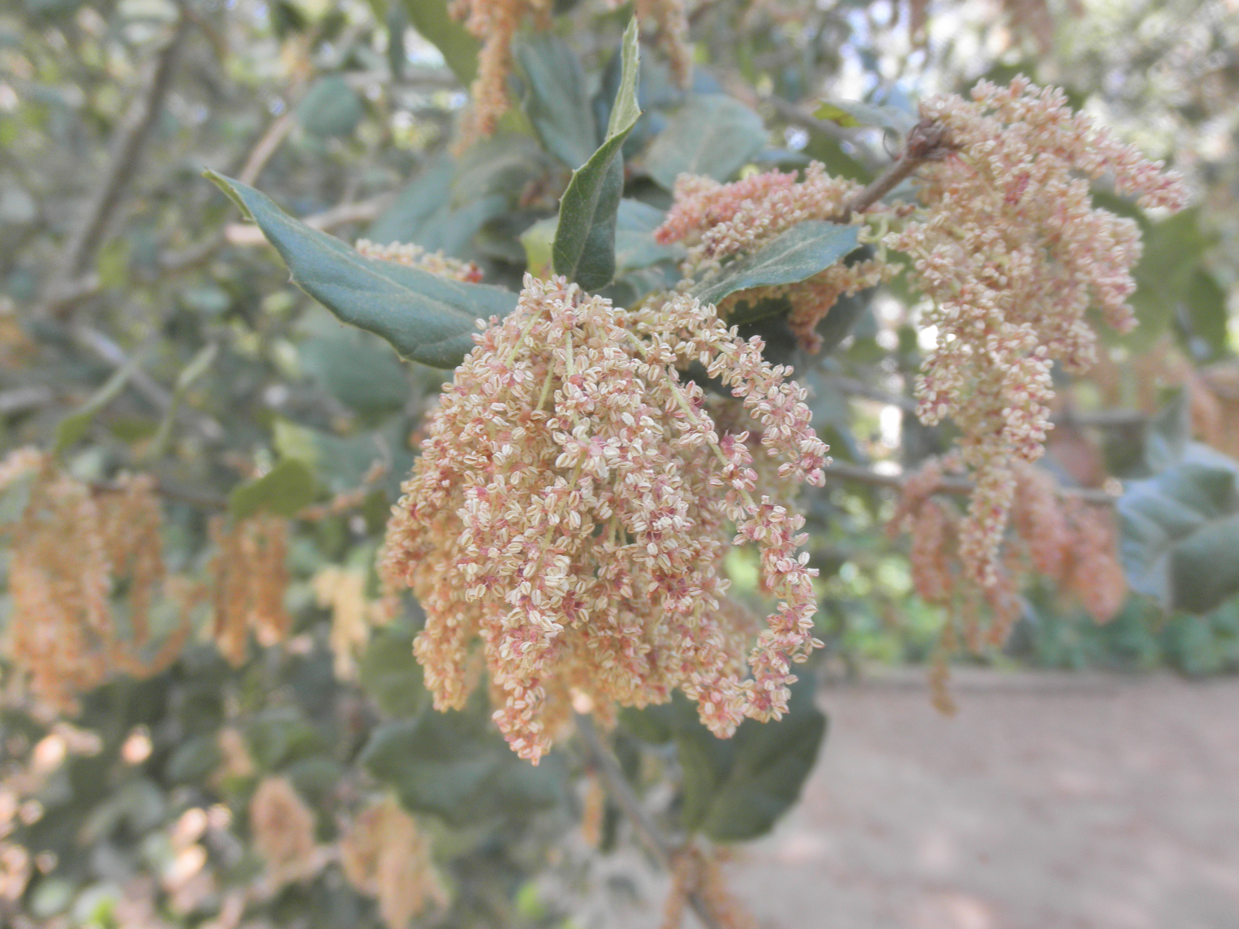 <p>Quercus agrifolia - Coast Live Oak</p>