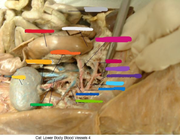 <p>what is light purple?</p>