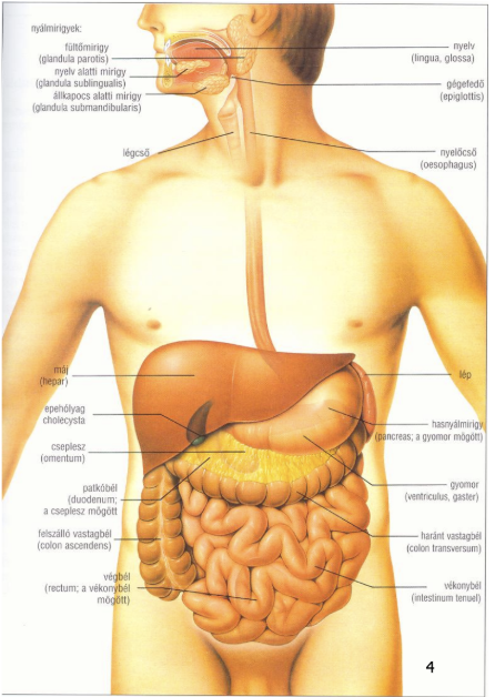 <ul><li><p style="text-align: justify;"><span style="background-color: transparent;"><strong>8 m</strong> hosszúságú csőrendszer</span></p></li><li><p style="text-align: justify;"><span style="background-color: transparent;"><strong>3 szakasz</strong>:</span></p><ul><li><p style="text-align: justify;"><span><strong>Felső</strong></span><span style="background-color: transparent;">: táplálék felvétele, alakítása, továbbítása; szájüreg, garat, nyelőcső</span></p></li><li><p style="text-align: justify;"><span><strong>Középső</strong></span><span style="background-color: transparent;">: táplálék lebontása, felszívása; gyomor, vékonybél</span></p></li><li><p style="text-align: justify;"><span><strong>Alsó</strong></span><span style="background-color: transparent;">: emésztetlen anyagok kiürítése; vastagbél</span></p></li></ul></li><li><p style="text-align: justify;"><span style="background-color: transparent;"><strong>Emésztőmirigyek</strong>: máj, hasnyálmirigy</span></p></li></ul><p></p>