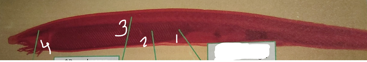 <p>point 2 on this lancelet </p>