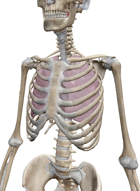 <p>The heart and lungs are found in the ____ cavity.</p>