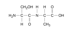 <p>Give the structures of the two products formed after boiling this dipeptide in an excess of hydrochloric acid. [2 marks]</p>