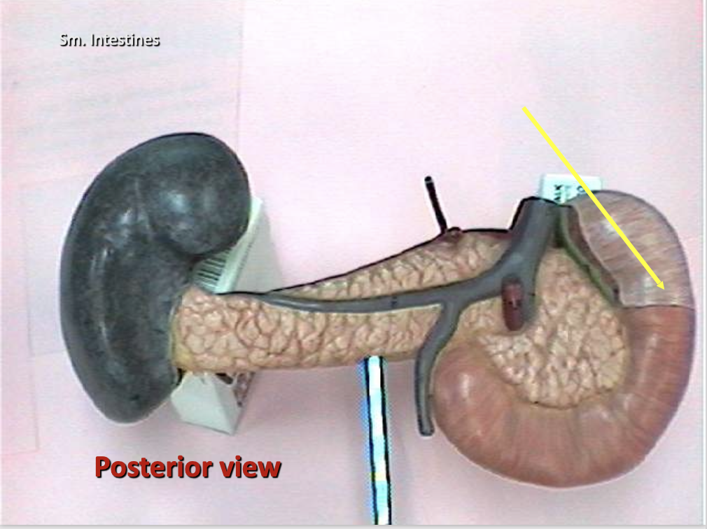 <p>Identify the organ. </p>