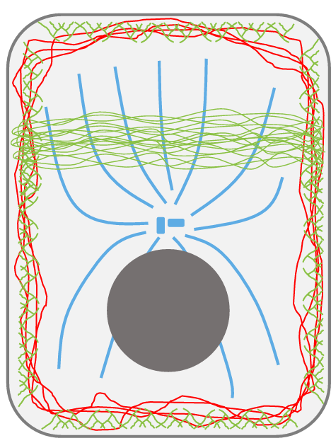 <p>Cells are organized and held together by a set of structural proteins that are divided into three categories</p>