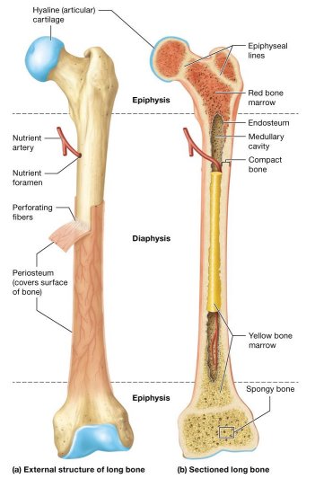 <p>Structure of Long Bones</p>