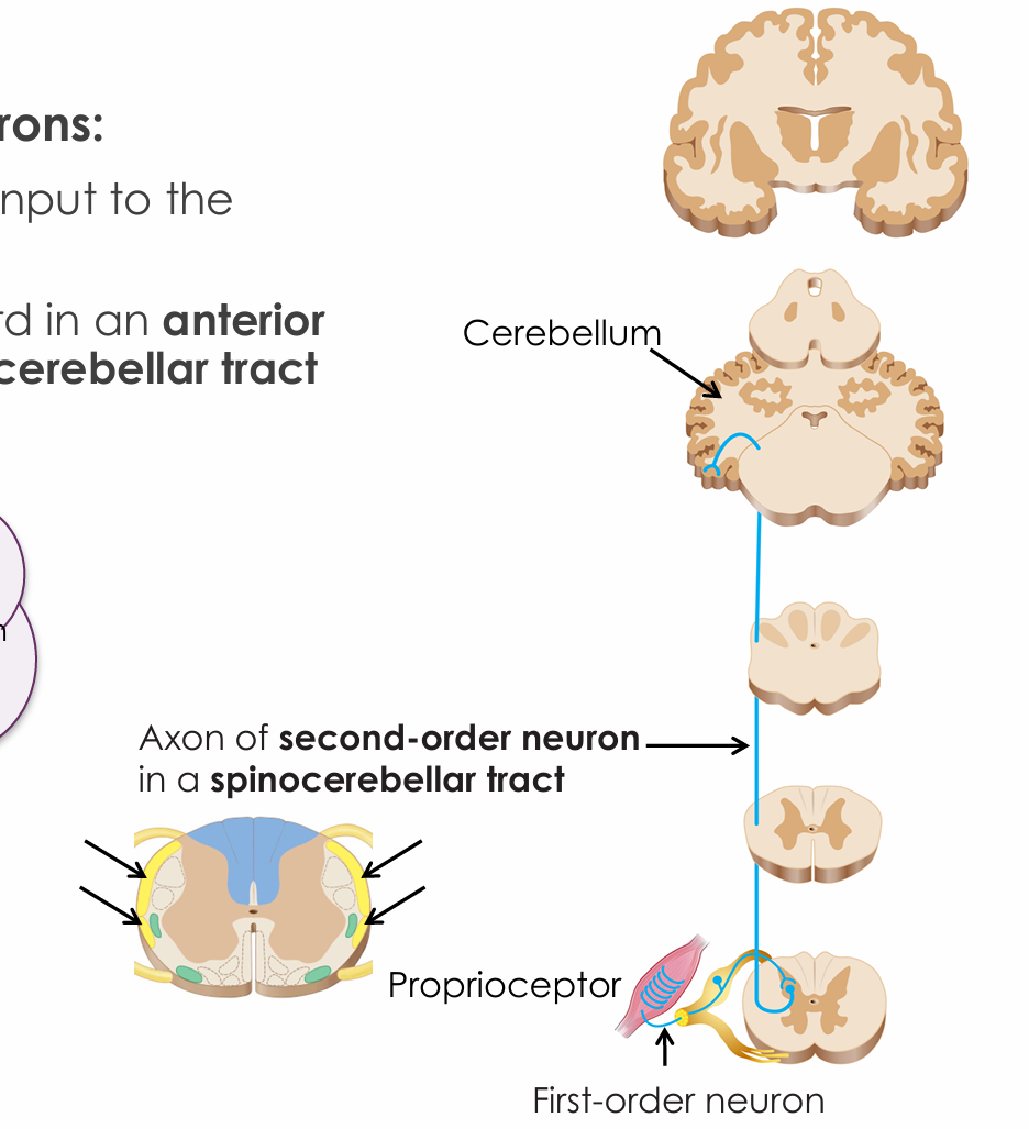 <ul><li><p>In the sensory nuclei of the posterior gray horn</p></li></ul><p></p>