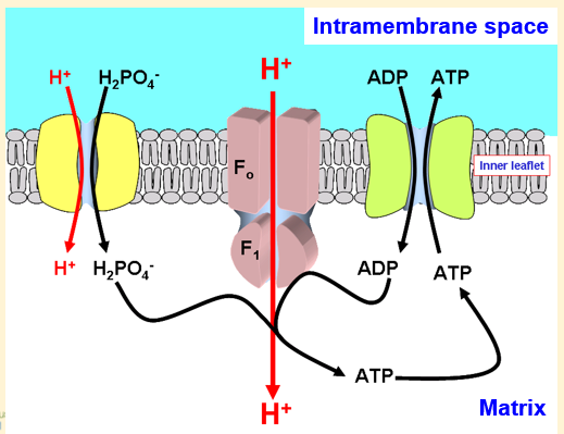 <img src="https://assets.knowt.com/user-attachments/6e55230b-88c0-4578-a542-d57b9dc362f9.png" data-width="50%" data-align="center" alt="knowt flashcard image"><p></p>