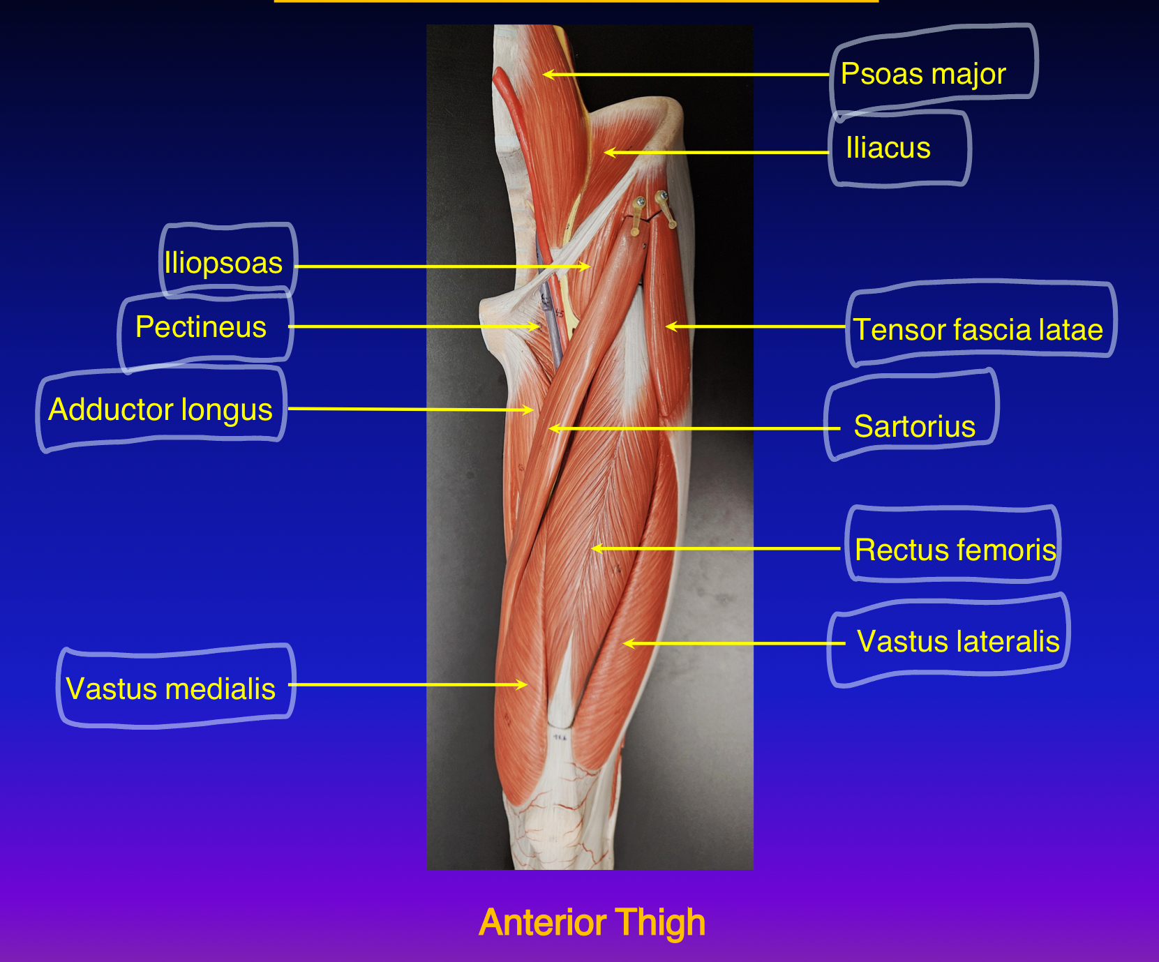 <p>What is the 1. origin 2. insertion 3. action 4.innervation of <strong>Rectus Femoris (quadricep muscle)</strong></p><p></p>