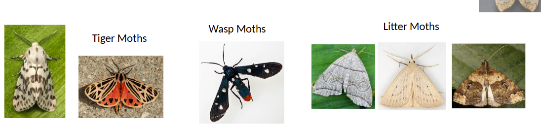 <p>usually brightly colored with spotting or banding on forewings</p>