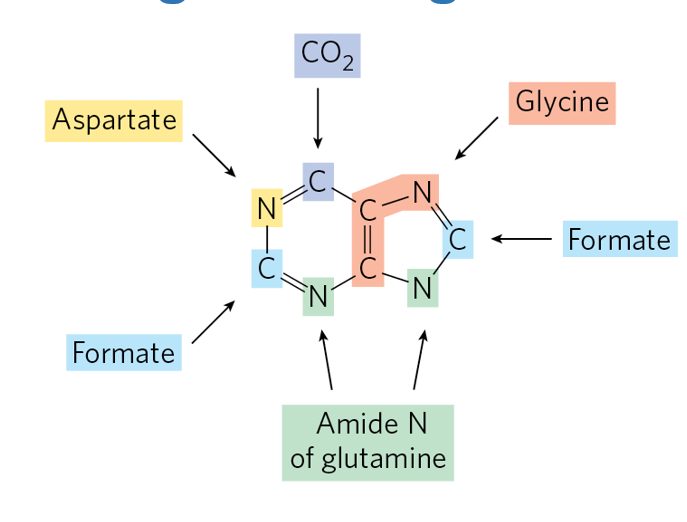 <ul><li><p>Unlike pyrimidine biosynthesis, where the nitrogenous base is synthesized first and then attached to a sugar-phosphate molecule <strong>(PRPP)</strong>, purine biosynthesis starts with <strong>PRPP (5-phosphoribosyl-1-pyrophosphate)</strong>.</p></li><li><p><strong>PRPP already contains <u>a ribose sugar</u> with an attached phosphate group</strong>, and the purine base is <strong>built directly onto the ribose</strong>, atom by atom.</p></li><li><p>This means the two-ring structure of purines (the fused imidazole-pyrimidine ring) is constructed in a stepwise manner <strong>beginning with the attachment of nitrogen from glutamine to carbon 1 of PRPP.</strong></p></li></ul><p></p><p>Where do other  atoms in the ring come from, overall?</p><p></p>