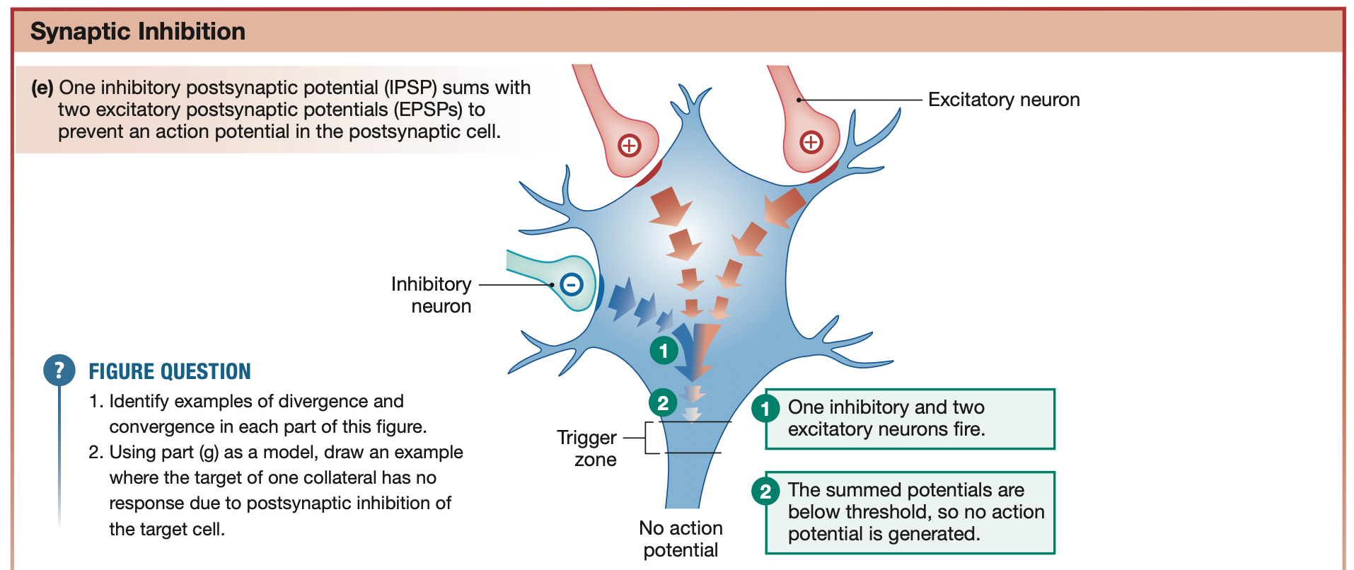 <p>IPSP - Inhibitory post-synaptic potentials</p><ul><li><p>Graded potentials that hyperpolarise the cell membrane (make inside <strong>more negative</strong>)</p></li><li><p>Brings it further away from threshold potential</p></li><li><p>Can prevent graded potentials from summating and becoming action potentials</p></li></ul><p><strong><mark data-color="blue" style="background-color: blue; color: inherit;">Blue in diagram</mark></strong></p>