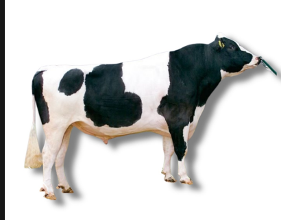 <ul><li><p>Dairy type</p></li><li><p>22-35 L per day</p></li><li><p>0.036- 0.038 kg/L of butterfat</p></li><li><p>netherlands</p></li><li><p>High milk yield, black &amp;white, large frame</p></li></ul><p></p>