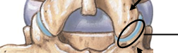 <p>Articulating Facets</p>