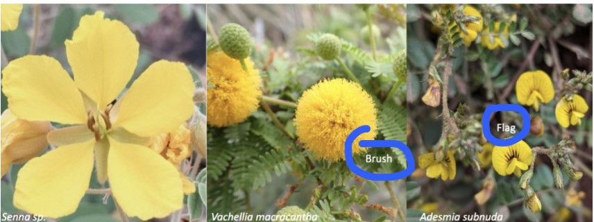 <p>Fabaceae </p>