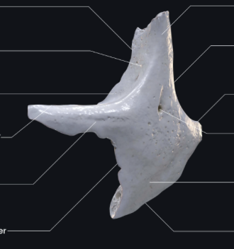 <p>flat bone that connects the cheek </p>