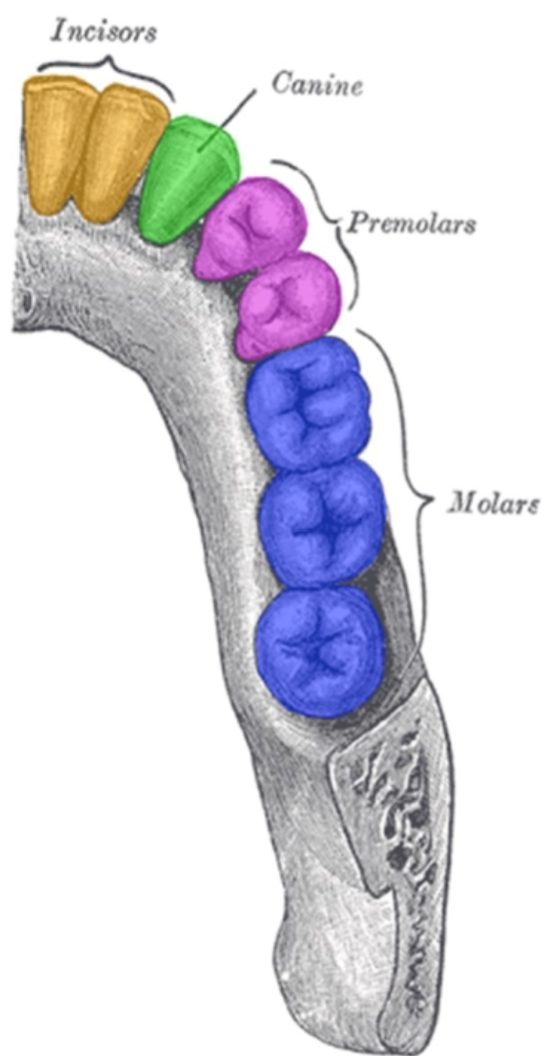 <ul><li><p>accessory digestive organs </p></li><li><p>begin mechanical digestion process </p></li><li><p>Incisors: cut food </p></li><li><p>Canines (cuspids): tear/pierce</p></li><li><p>Premolars (bicuspids): crush</p></li><li><p>Molars (tricuspids): grind</p></li></ul><p></p>
