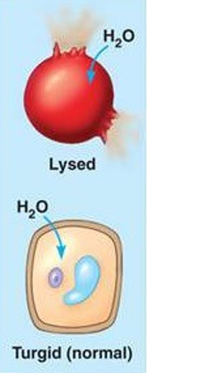 <p>A solution with lower solute concentration outside the cell, causing water to enter the cell.</p>