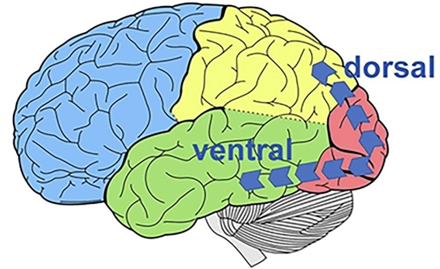 <p>Projects through the parietal lobe to represent <strong>motion and location</strong></p><ul><li><p>“where” pathway</p></li><li><p>V1 <span style="background-color: transparent;">→ Parietal Cortex</span></p></li></ul><p></p>