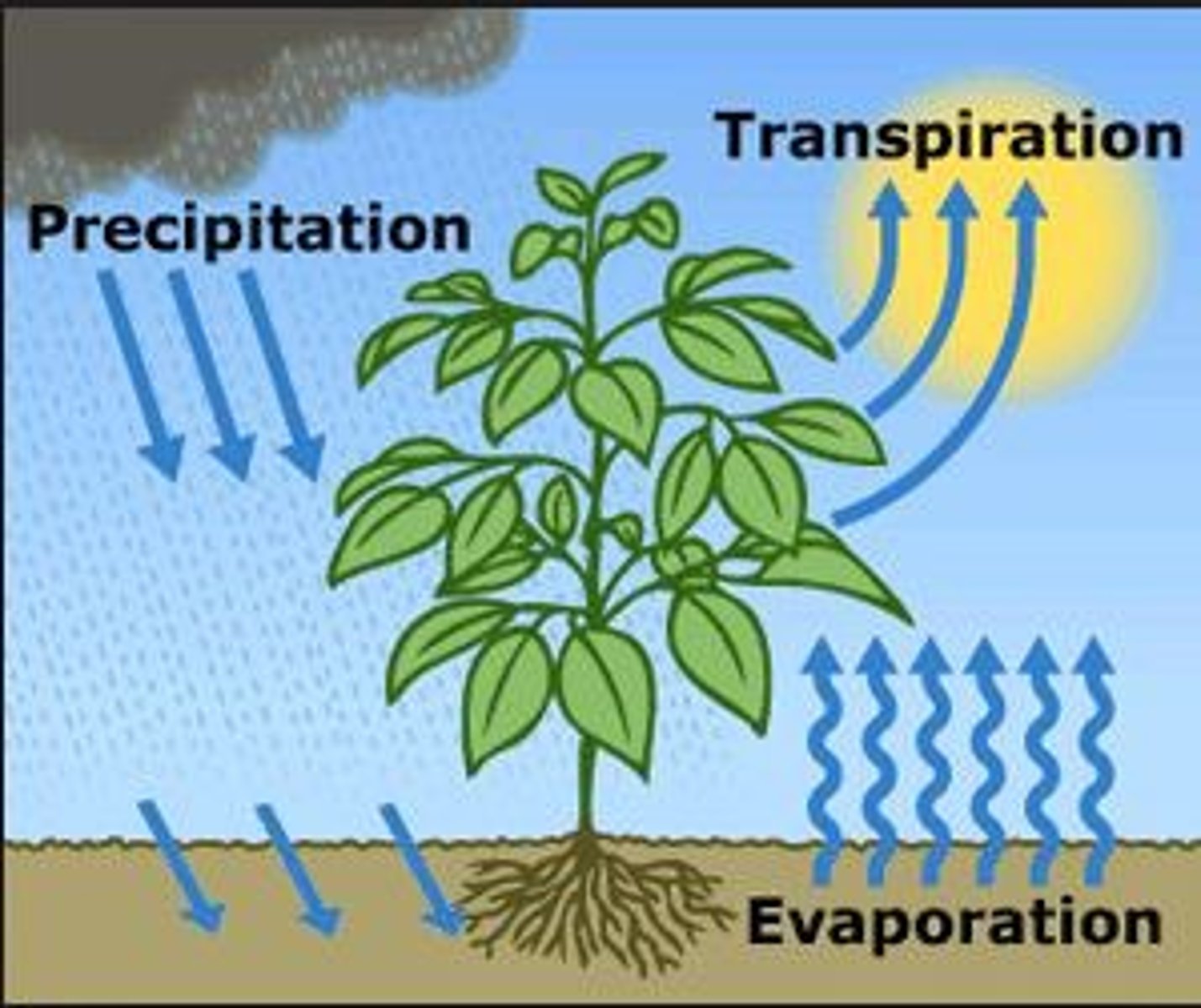 <p>humidity, cooler temperature, no wind, low light (cloudy)</p>