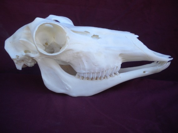 <p>Weigh: Bucks 100–130 lbs; does 90–110 lbs (~3 ft shoulder height). Females have short or no horns.</p><p>Outside breeding season: Sex-segregated herds (summer) or mixed groups (winter) on open plains.</p><p>Rut system: Territorial polygyny (harem-like tendencies). Males defend territories and court multiple females within them during ~3-week rut (late summer–early fall).</p><p>Reproduction: ~240-day gestation; typically twins born in spring, synchronized within herds (~10-day window).</p><p>Other notes: Post-rut males shed horn sheaths. Strong migratory behavior in open habitats. Orbitals higher on skull. </p>