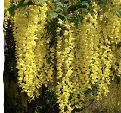 <p>What genus of plants contains the species known as the golden chain tree? The leaves, legumes, and seeds are toxic, containing cytisine alkaloids and causing mild-moderate neurologic dysfunction. Signs include increased salivation, anorexia, tremors, and colic. Cattle will have knuckling of the fetlocks. Dogs will have abdominal pain, vomiting, and diarrhea. Treatment is with activated charcoal and support.</p>