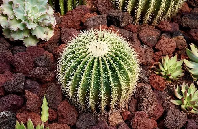 <p>Planta </p>