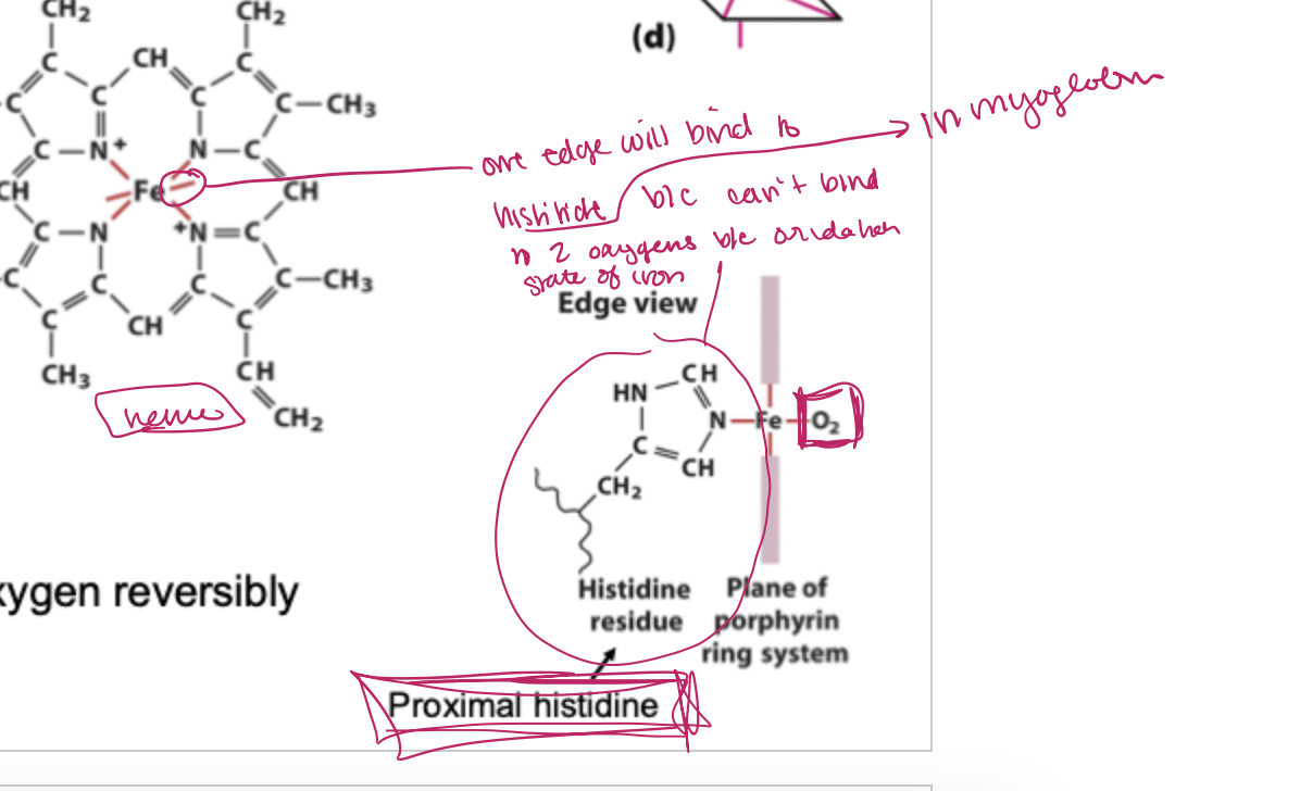 <p>perphoryrin ring and iron</p><p></p><p>myoglobins prosttic group which is tetra dentate with a heme in the middle. without this group, myoglobin cant bind to oxygen</p><p>the Fe binds to two more things other than the amine groups on the ring which include a histidine residue-called the proximal histidine residue, and oxygen</p>