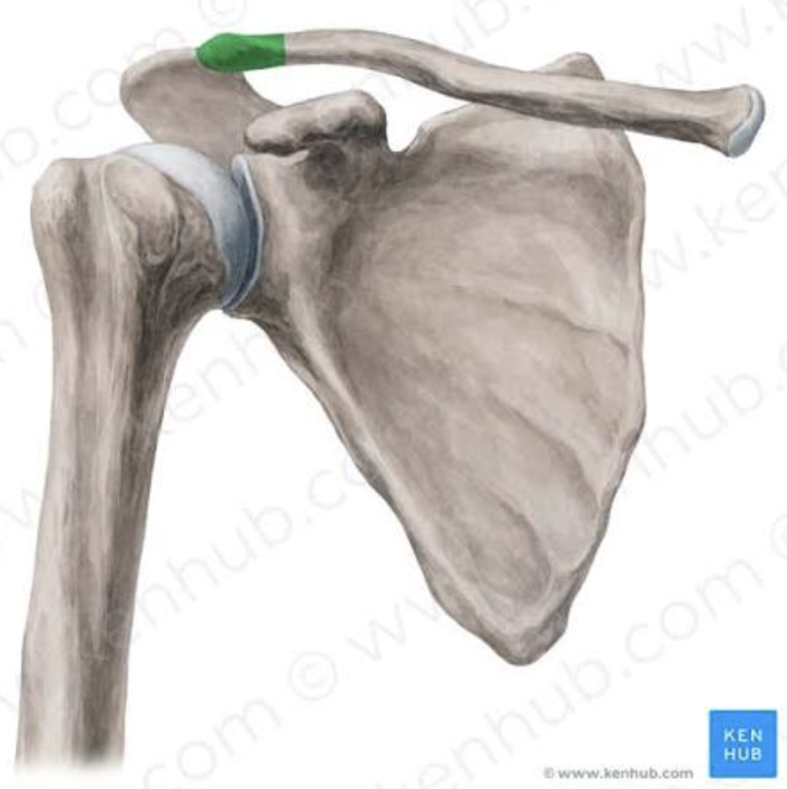 <p>Articulates with acromion of scapula. <strong>(Clavicle)</strong></p>