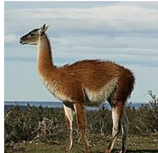<p>What animal is this? It is larger than a vicuna and smaller than a llama, and is around 90 kg. It is wild in SA and is multi-colored.</p>