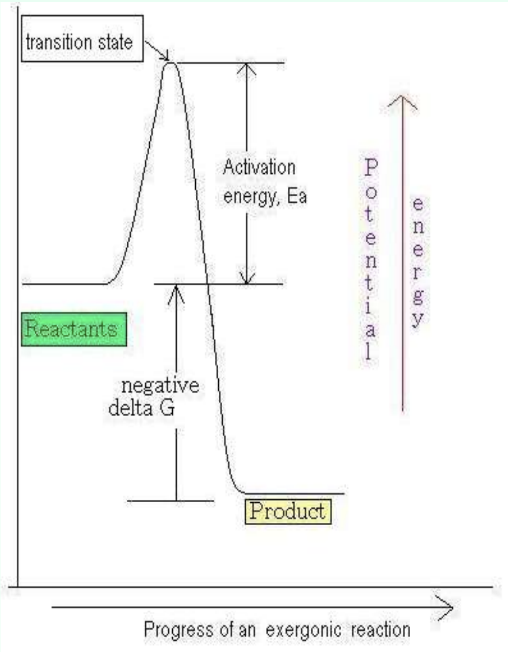 <p>What does negative ΔG mean?</p>