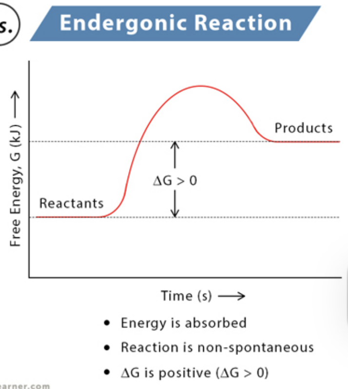 <p>absorbs free energy from its surroundings and is nonspontaneous; ∆G is positive. Products have more potential energy than reactants. Ex: Photosynthesis</p>