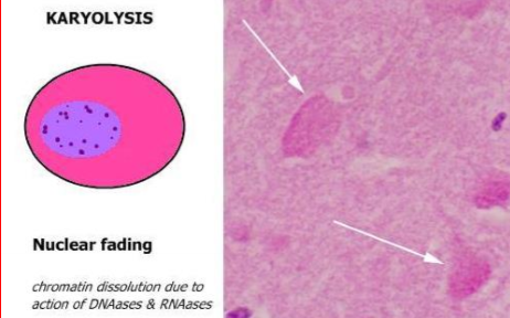 <p>Nuclear fading </p><ul><li><p>Chromatin dissolution</p></li></ul><p></p>