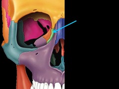 <p><strong>tears</strong> → it’s the little bone by your eye associated with tear drainage.</p>