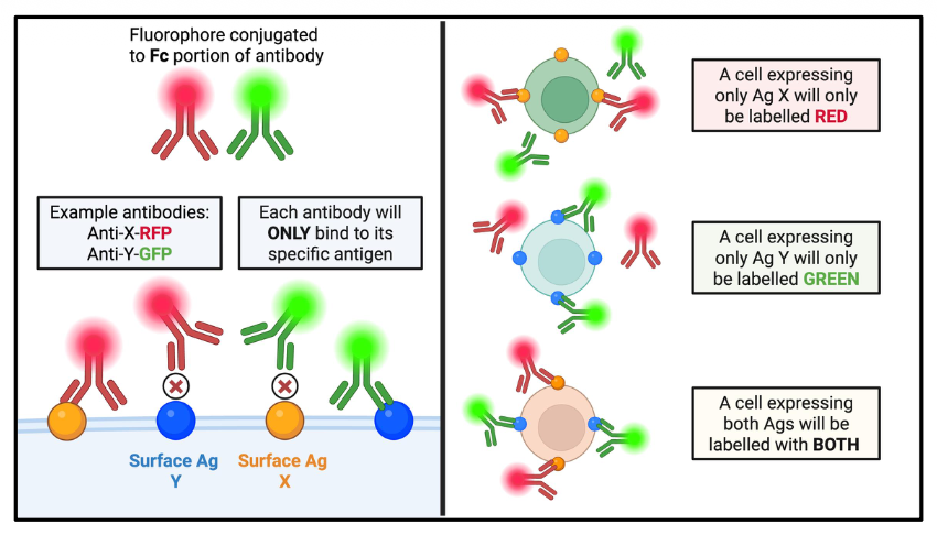 <p>direct immunofluorescence to label leukocytes</p><ul><li><p>Fluorophore conjugated to FC portion of antibody </p></li><li><p>Each antibody will ONLY bind to its specific antigen </p></li></ul><p></p>