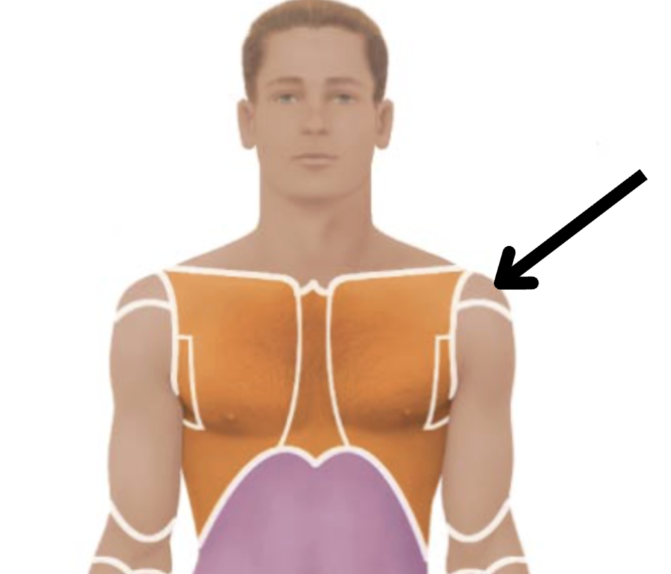 <p>Medical term, region, anteiror/posterior?</p>